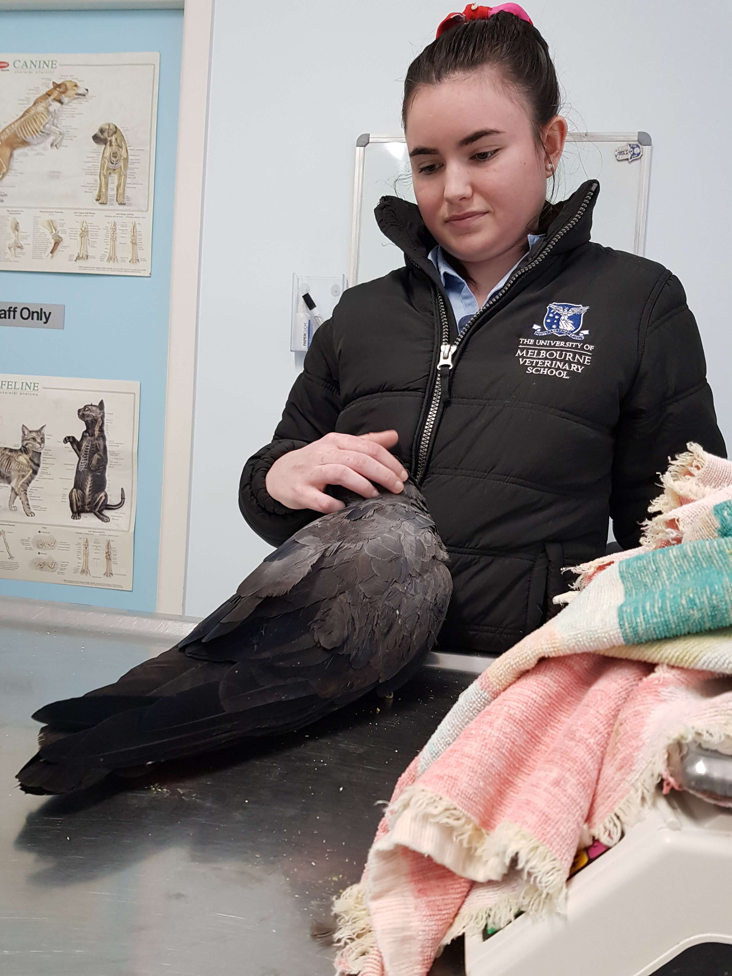  Bird Vet Melbourne  |the chicken vet