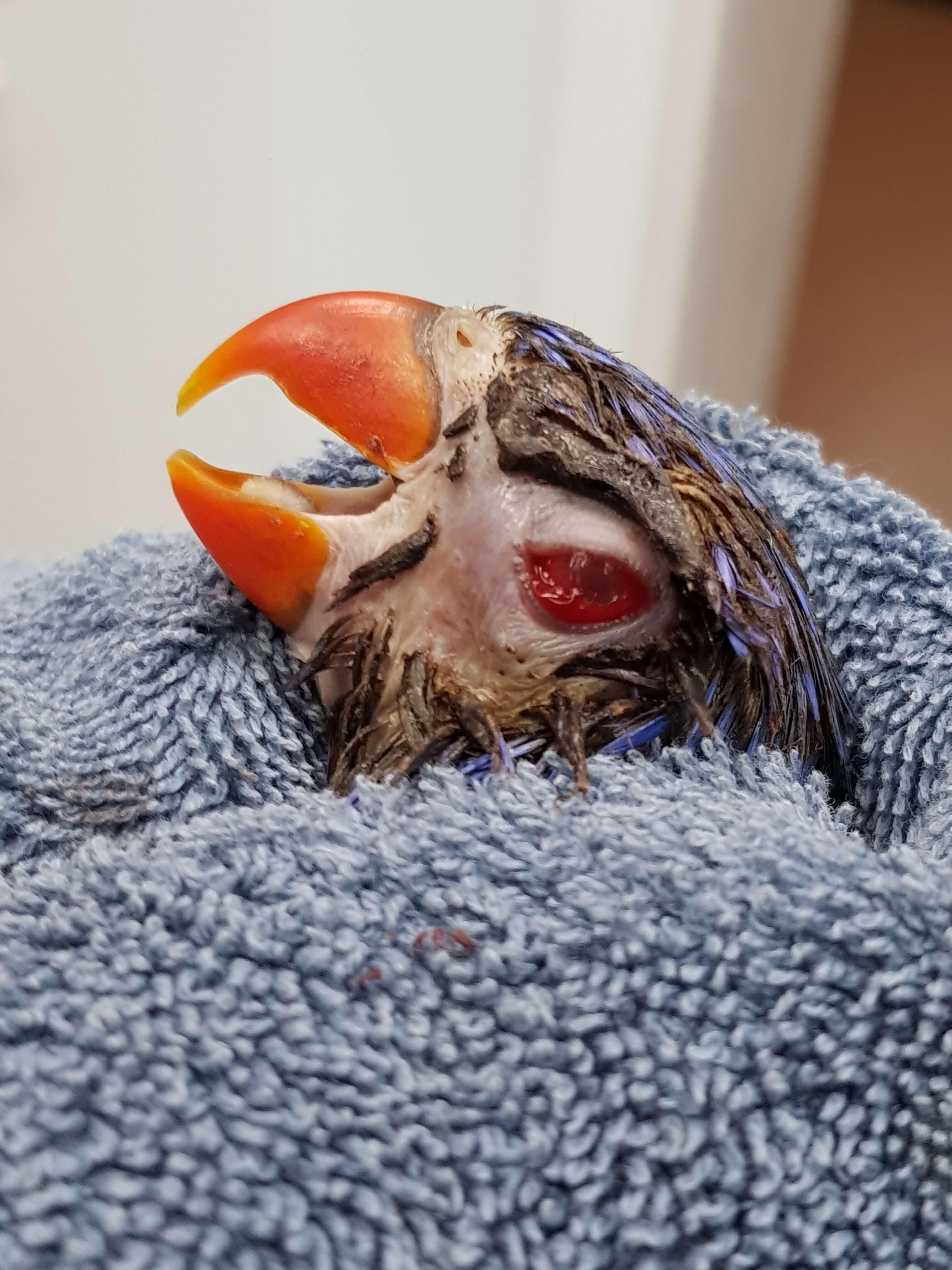 When you visit  Bird Vet Melbourne  you can be confident that your pet Bird  will be have expert Avian  care from the leaders in pet bird medicine