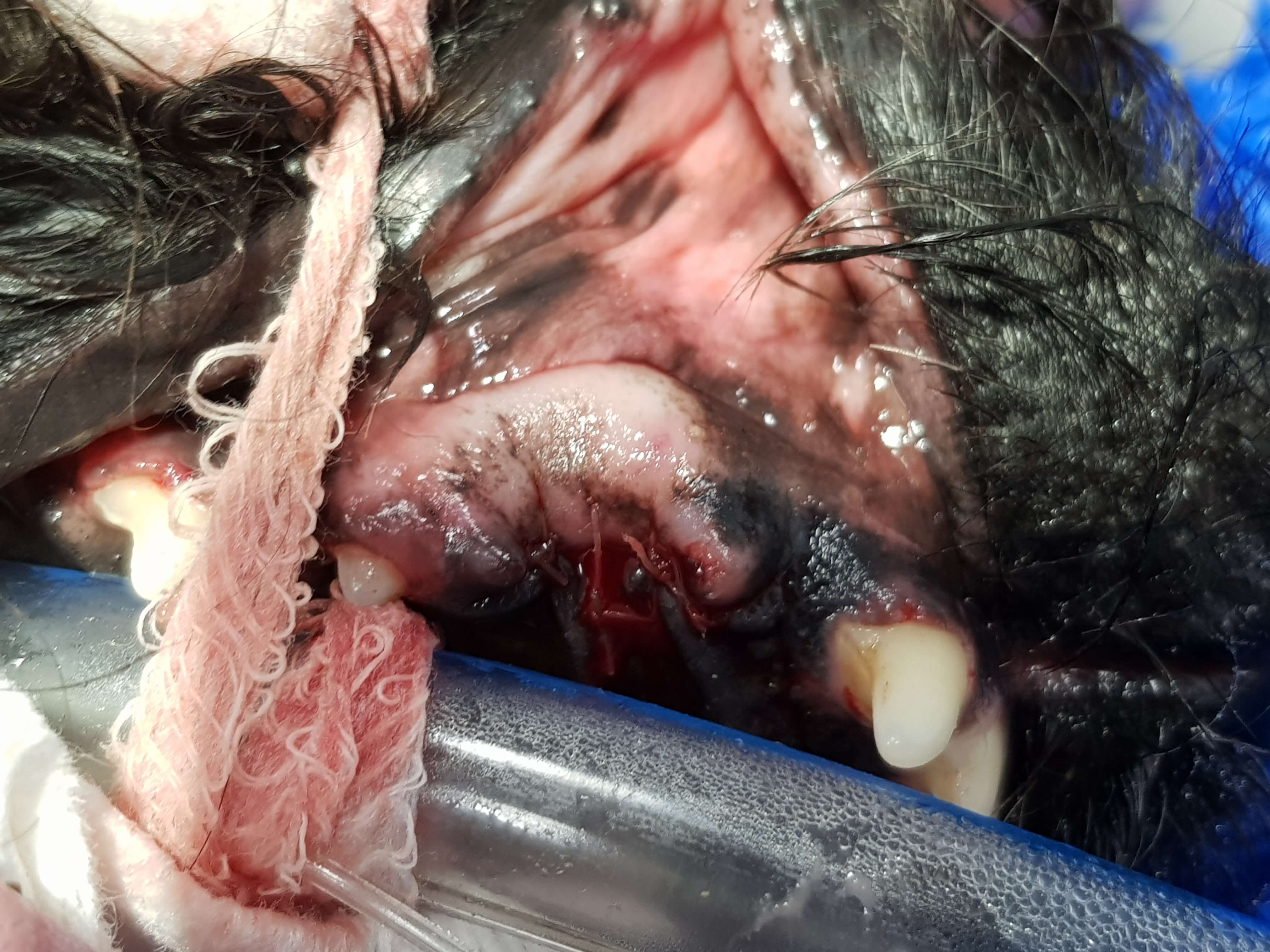 Vet Dental anasthetic Team, 