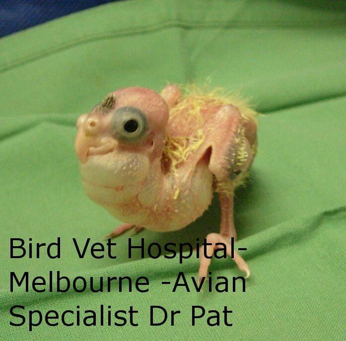 Bird vet Melbourne , "Air sac hyperinflation"