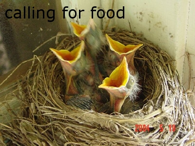 Exzolt for poultry