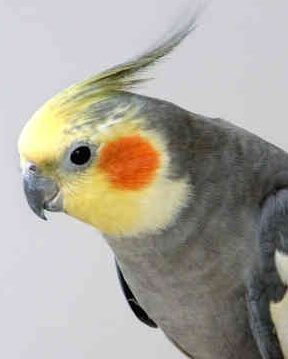 Dr Phil loves my Cockatiel