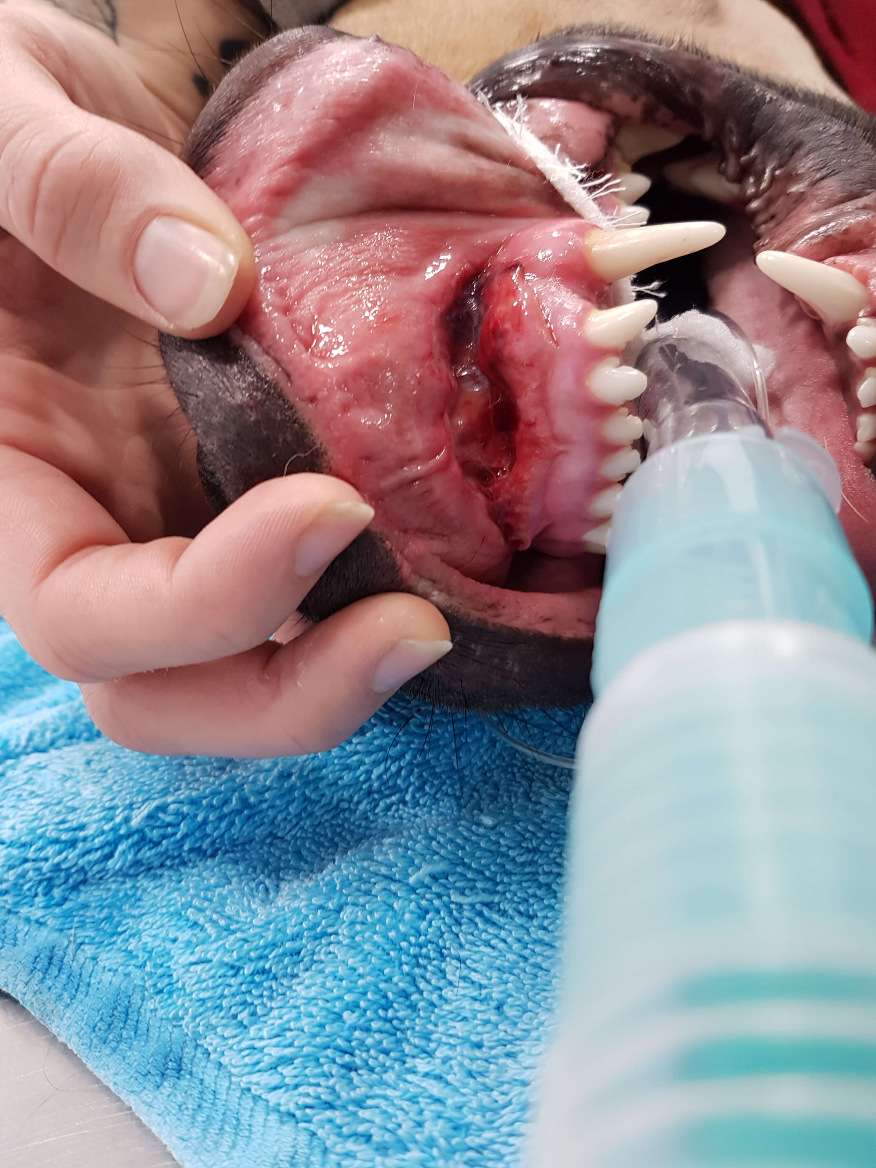 Veterinary dental near me - repairing damaged gums