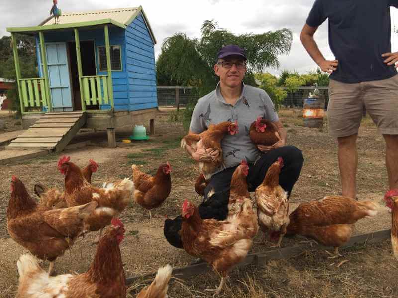 The chicken vet helping with rescue birds