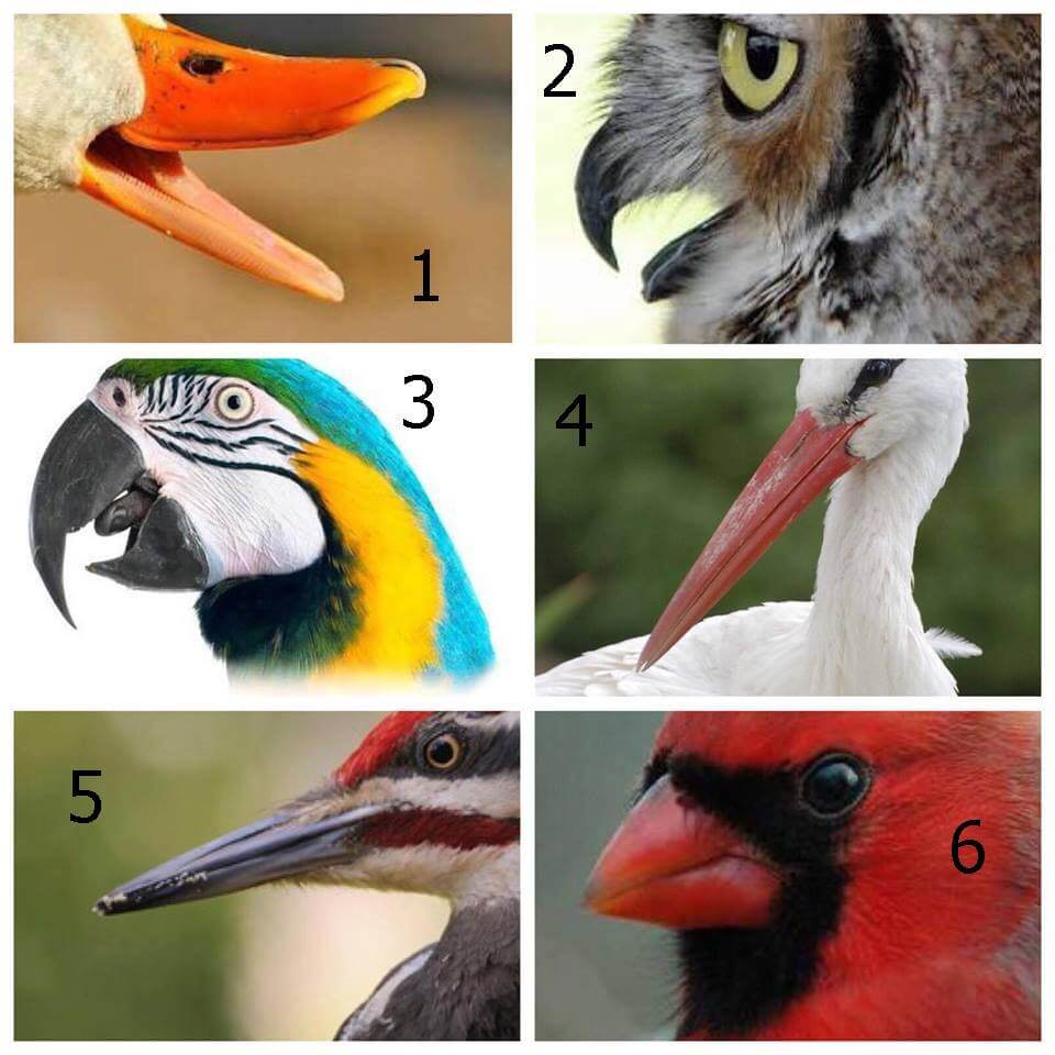 Beak disease