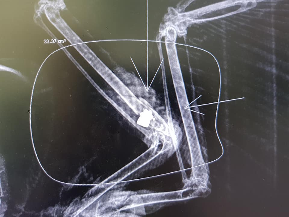 Best vet for birds | bird vet Melbourne