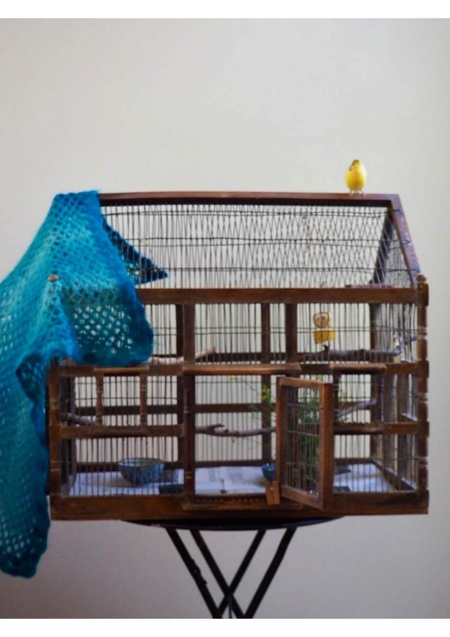 canary vet | canary cage setup