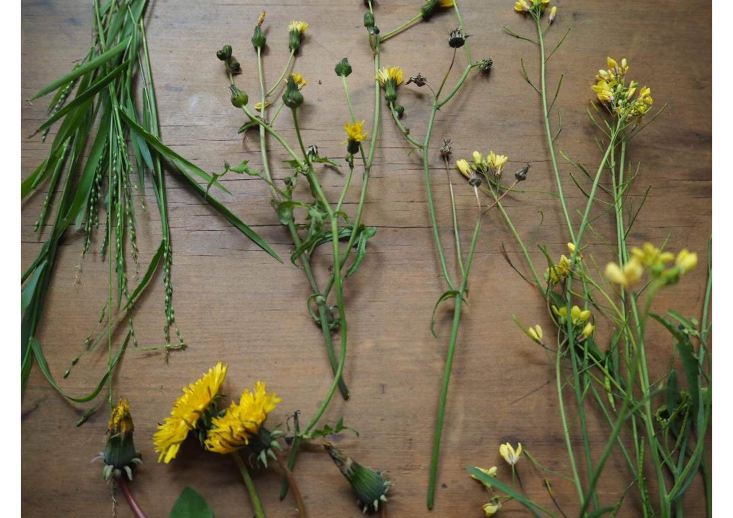 plants for canaries | Melbourne Canary vet