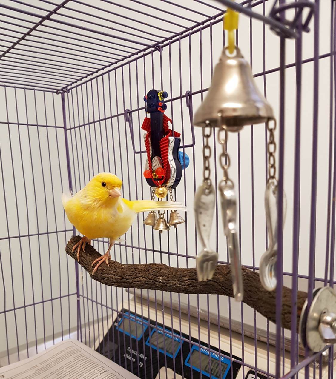 Canry toys | toys for a canary