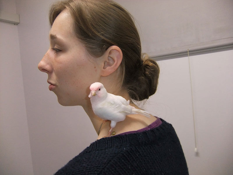 Vet for my canary