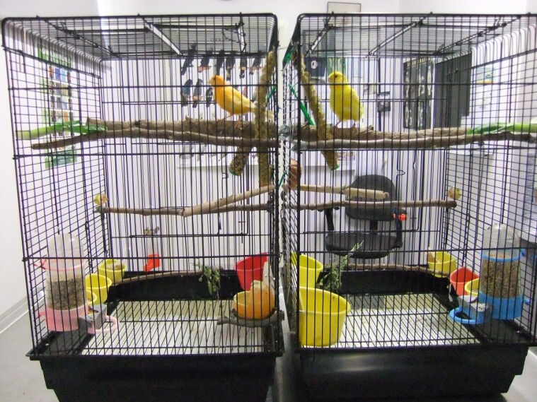 Canary vet - birds do better in induvidual side by side cages