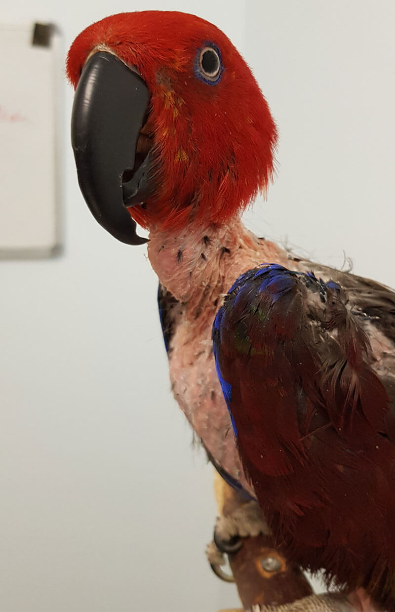 Vet for My Eclectus parrot