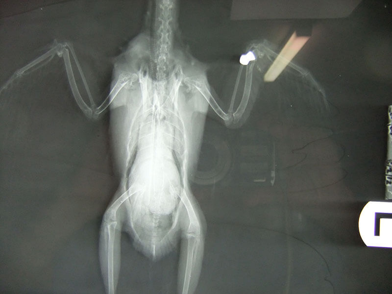 wild-life laed toxicity