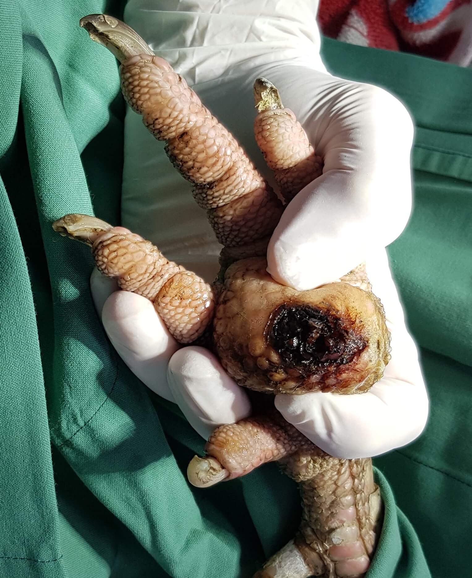 pododrmatitis