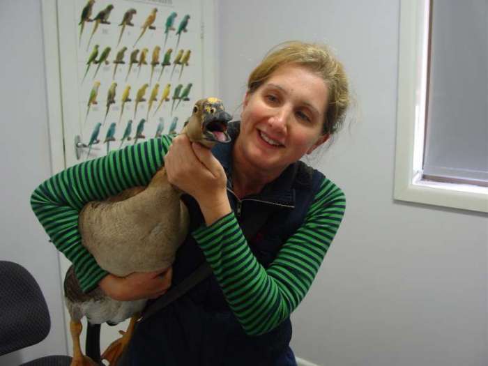 Duck veterinarian treatment