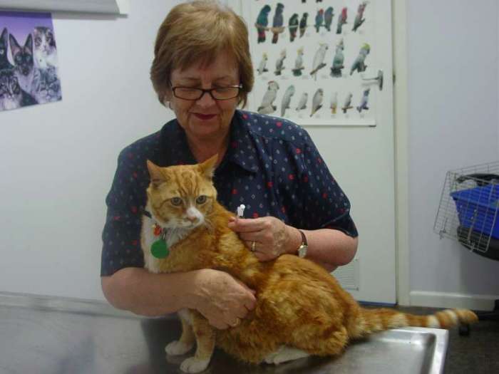 Diabetic pet care