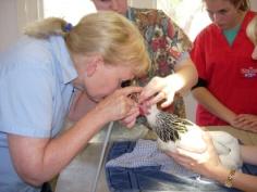 Bird specialist veterinarian treating a chicken