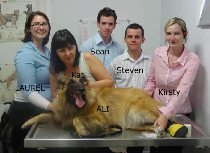 Progresive angiomatosis in dogs