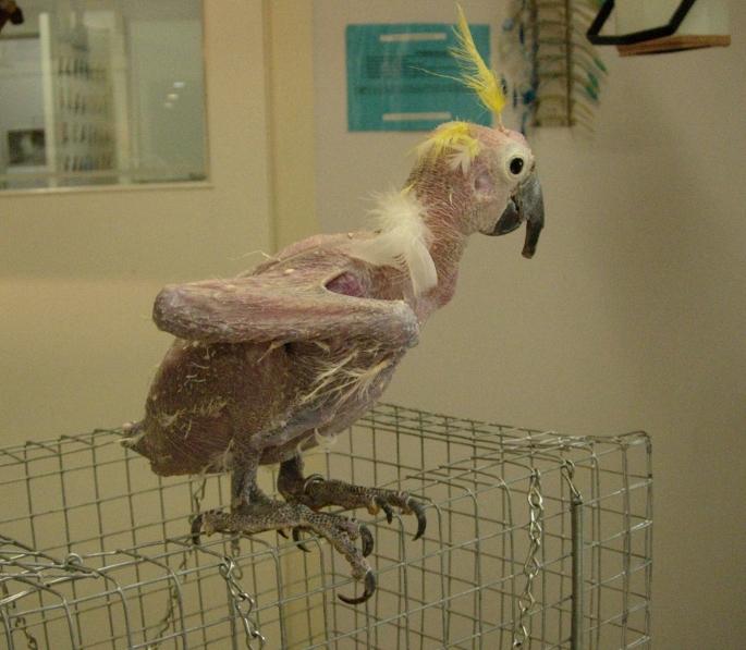 Bird Vet,  Beak and feather disease