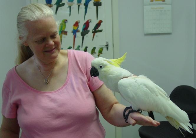  Melbourne avian vet , Cocakatoo with an Abdominal Hernia