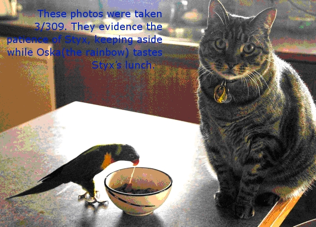  Melbourne bird veterinarian, Rainbow lorry with the cat