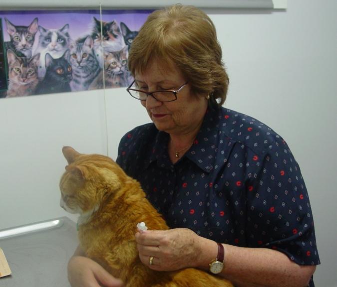 Feline Diabetus mellitus - insulin inj - Cat vet Burwood Dr Phil Sacks 
