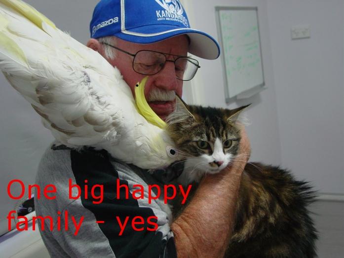 CoCaktoo and Cat -best Friends -Bird vet Melbourne