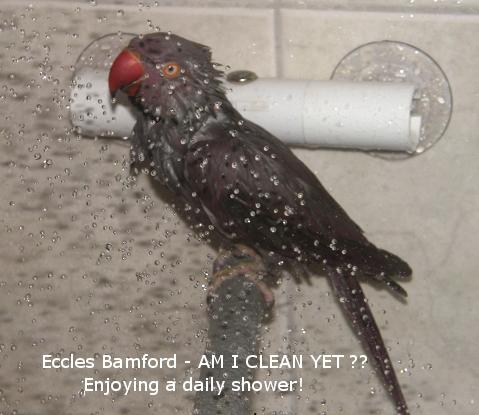 Ringneck Showering at Melbourne Bird Vet -Avain Specialists 