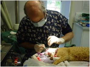Feline Dentistry - with Dr Phil at Burwood Vet