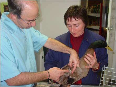 Bird Vet Melbourne - Duck veterinary tratement.