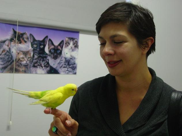 Bird Vet Melbourne,  Budgie-vet with a celomic mass 