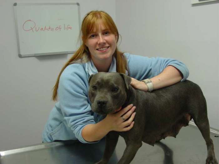 dog vet - pregnacy - dog breeding