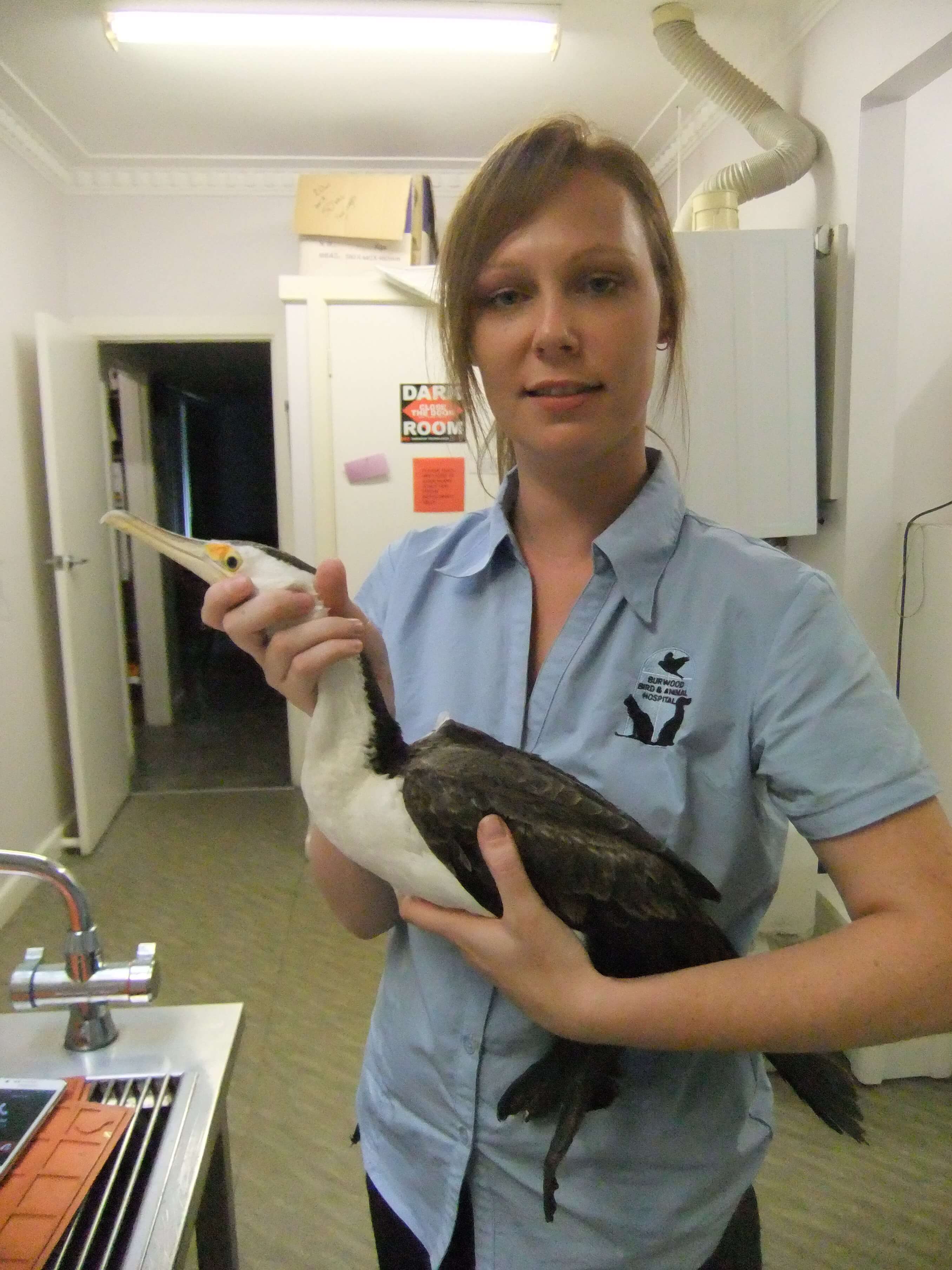 WE at bird vet, help with wildlife