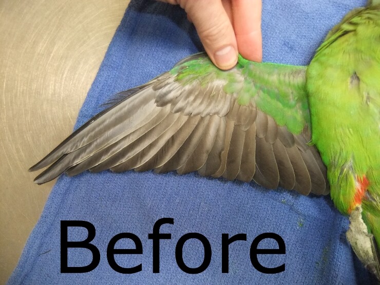 Bird wing before professional clipping - Melbourne Bird Vet